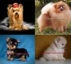 ������� � ����������: ����������� ������ � ����������� ����.