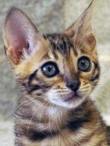 ����������� ������ �� �������� ��������� - ����������� 1