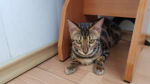 ����������� ������ �� ��������� Bengalkiev - ����������� 1