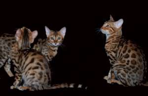 ����������� ������, ���� - ����������� 1