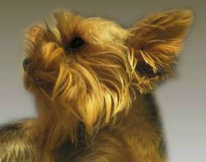 ����������� ������ ���� - ����������� 1