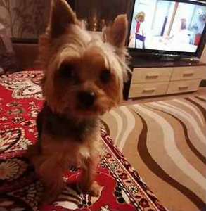 ����������� ������ ���� - ����������� 1