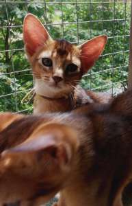 ����������� ������. �����. - ����������� 1