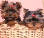 ����������� ������ ����� ����� ������� ������� �������� "Yorkie-puppies". �������� �������� - �������/�������