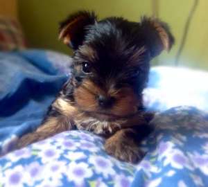 ����������� ������ ������� �������� - ����������� 1