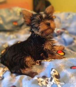 ����������� ������ �������� - ����������� 1