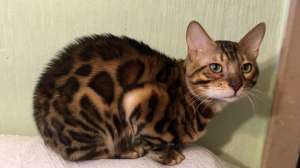 ����������� ������. ����������� ����� ������ � �������. - ����������� 1