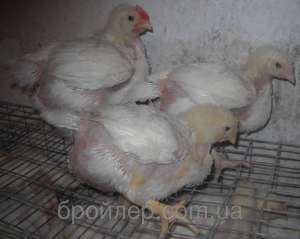 ����������� ������� - ����������� 1