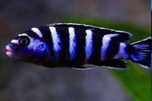 ����������� ������� - ����������� 1