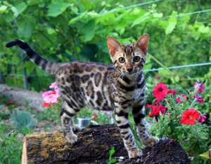 ����������� ������� - ����������� 1