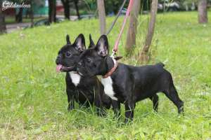 ����������� ������� ����� - ����������� 1