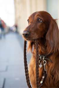 ����������� ������� ����� - ����������� 1