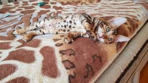 ����������� ������� ������ �����. - ����������� 1