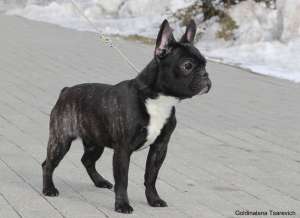 ����������� ������� ������ ��������� - ����������� 1