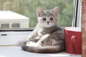 ����������� ������� ������� - ����������� 1