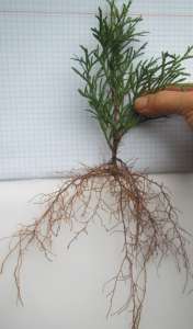 ����������� ������� ������� - ���, �����, ���� - ����������� 1