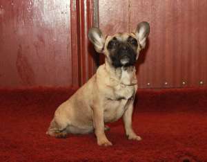 ����������� ������� ������� ������� - ����������� 1