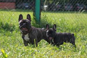 ����������� ������� �������� ������� - ����������� 1