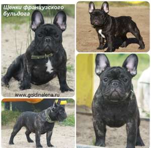 ����������� ������� ����������� ������� - ����������� 1