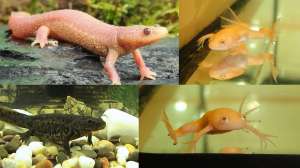 ����������� ��������: 1 ������ ��������, 1 ������ � 2 ���� ������� - ����������� 1