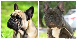 ����������� �������� ������ ��� ����� - ����������� 1