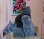 ������� � ����������: ����������� �������� �������.