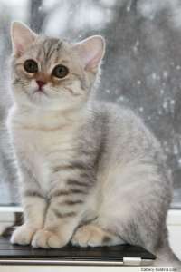 ����������� ��������� - ����������� 1