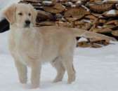 ����������� ��������� ����� - ����������� 2