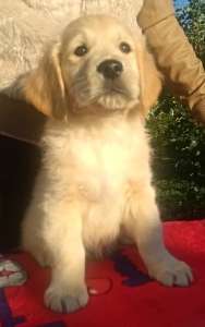 ����������� ��������� ����� - ����������� 1