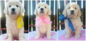 ����������� ��������� ����� - ����������� 1