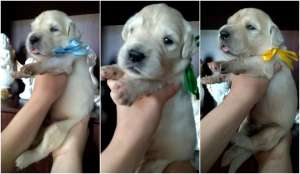 ����������� ��������� ����� - ����������� 1