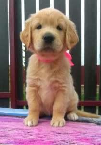 ����������� ��������� ����� - ����������� 1