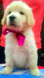 ����������� ��������� ����� - ����������� 1