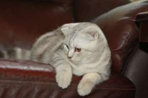 ����������� ��������� ����� - ����������� 1