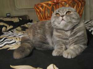 ����������� ��������� ������ - ����������� 1