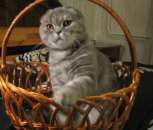 ����������� ��������� ������ - ����������� 2