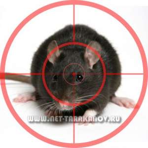 ����������� ���������. ����������� (������) ����, �����. ��������. ���: 8 (903) 623-79-19 - ����������� 1