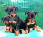 �����������, ����������� ������, �������� � �������.���� 12000�.��� - ����������� 2