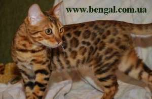 ����������� ����������� ������� - ����������� 1