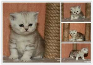 ����������� ����������� ������� - ����������� 1