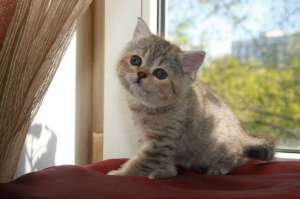 ����������� ����������� ������� - ����������� 1