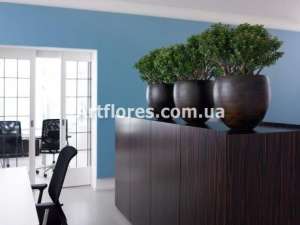 ����������� ������������ ������, ���������������� ������ ����������. - ����������� 1