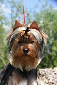 ����������� ������������� ������� - ����������� 1