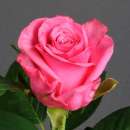 ������� � ����������: ������������ � ������������� �������