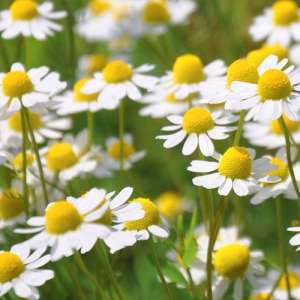 ������������ �� ����. ������ ������. - ����������� 1