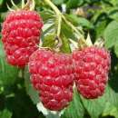 ������������ �� ������ ����, ��������. �����, ������� � ����������� - ������