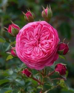 ������������ �� ������ ����, ����������� � what�s upp - ����������� 1