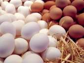 ������� � ����������: ������������ ���� (10 ���./�����)