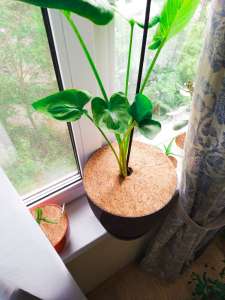 ������������ ���� Eurococos 16 �� - ����������� 1