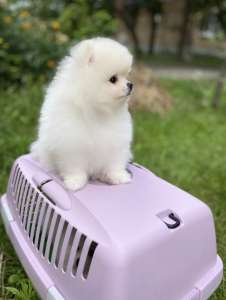 ������������ ���� - ����������� 1